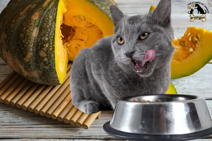 can cats eat kabocha squash