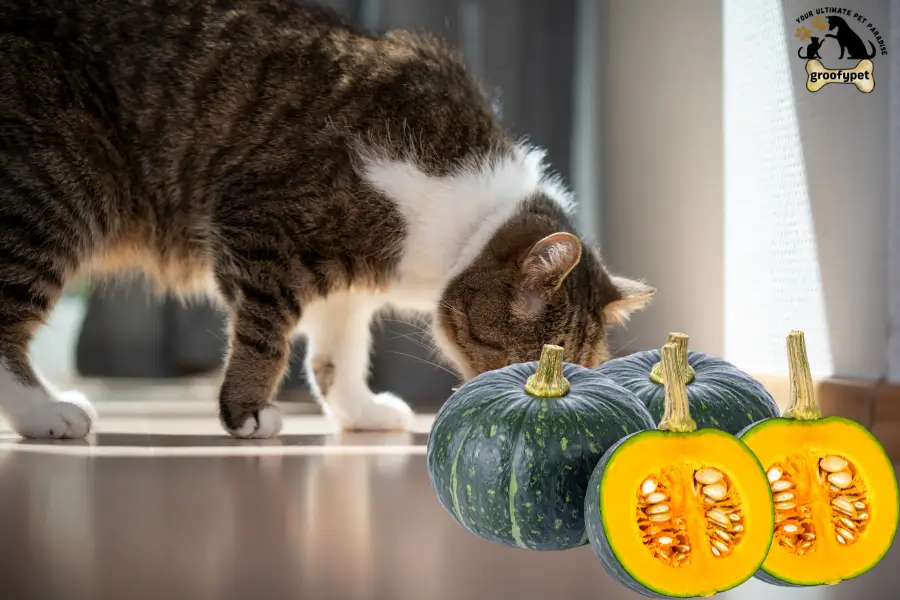 can cats eat kabocha squash