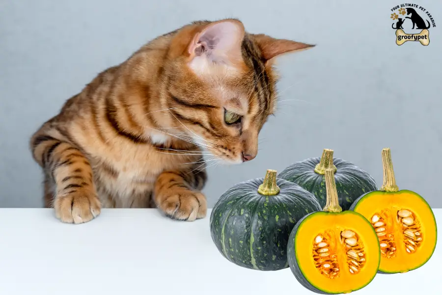 can cats eat kabocha squash