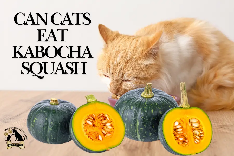 can cats eat kabocha squash