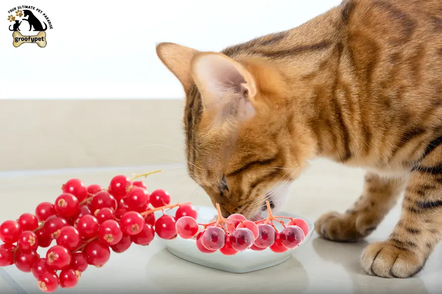 can cats eat redcurrants