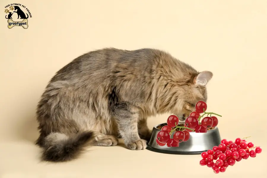 can cats eat redcurrants