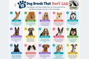 dog breeds that don't lick