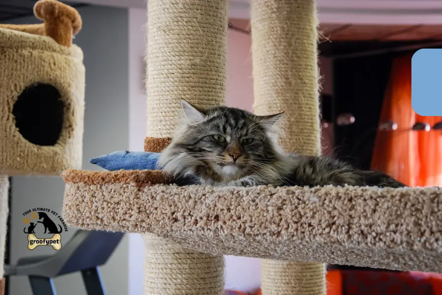 how do cats get parvo