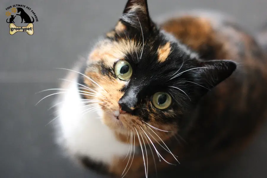 how do cats get parvo