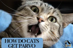 how do cats get parvo