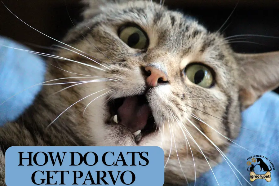 how do cats get parvo