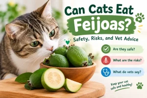 Can Cats Eat Feijoas