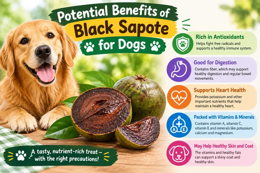 Can Dogs Eat Black Sapote