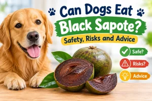 Can Dogs Eat Black Sapote