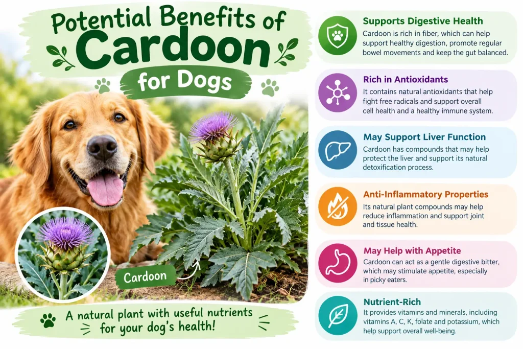Can Dogs Eat Cardoon