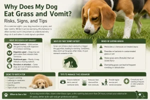 Why Does My Dog Eat Grass and Vomit