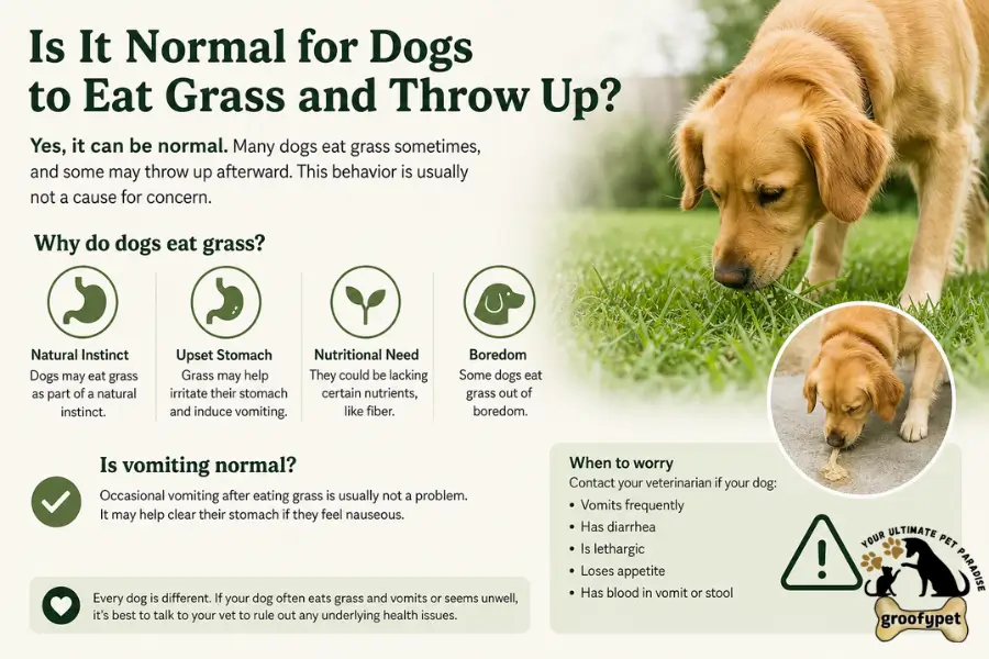 Why Does My Dog Eat Grass and Vomit