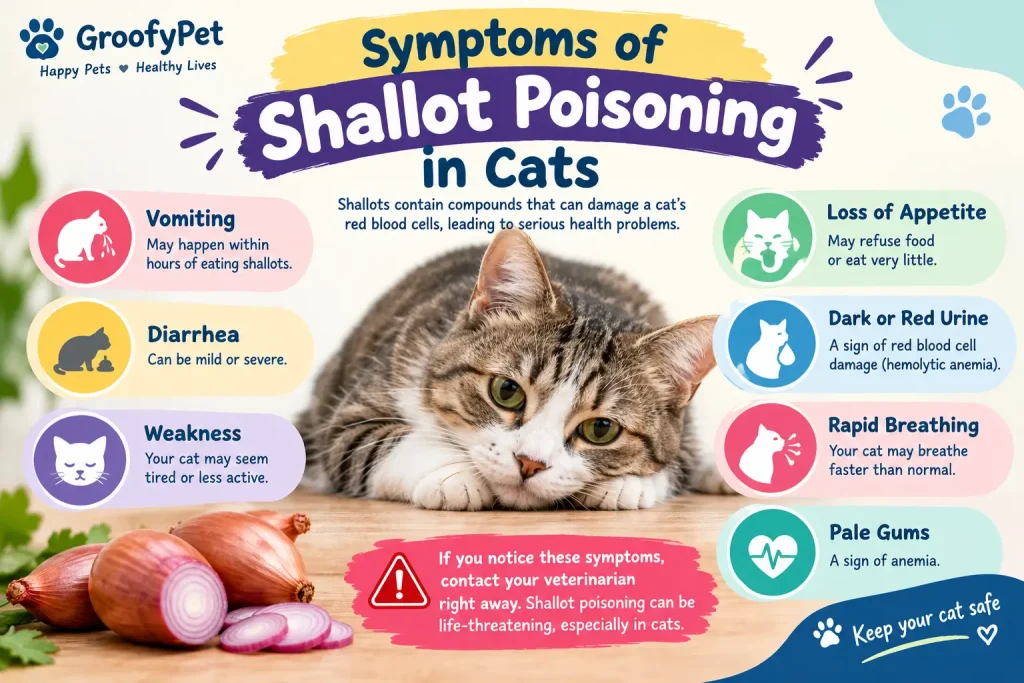 can cats eat shallots