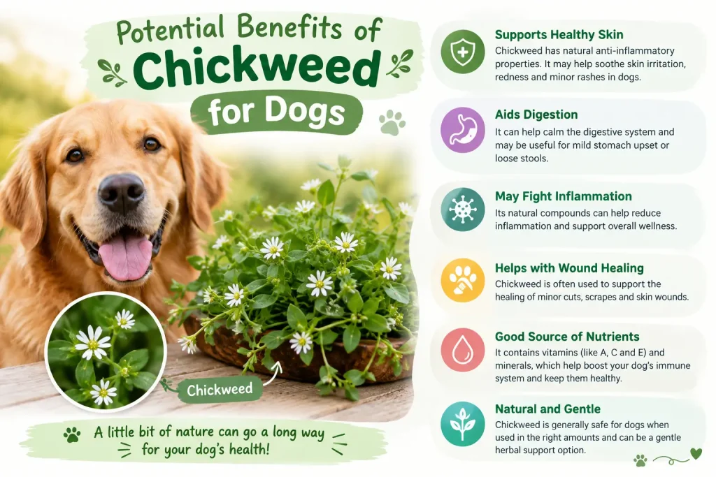 can dogs eat chickweed