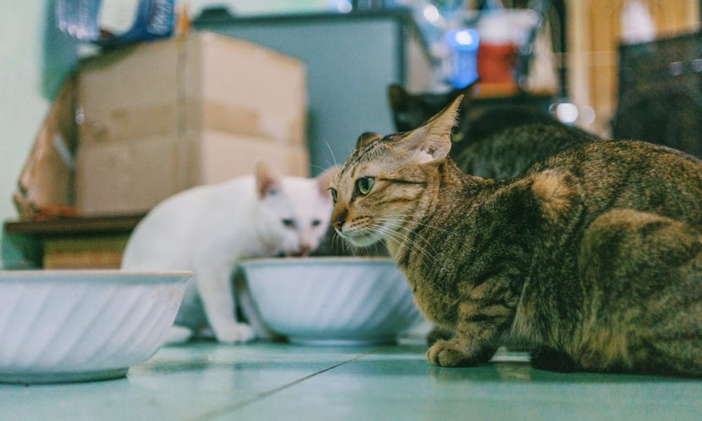 pexels-fox-58267-723130